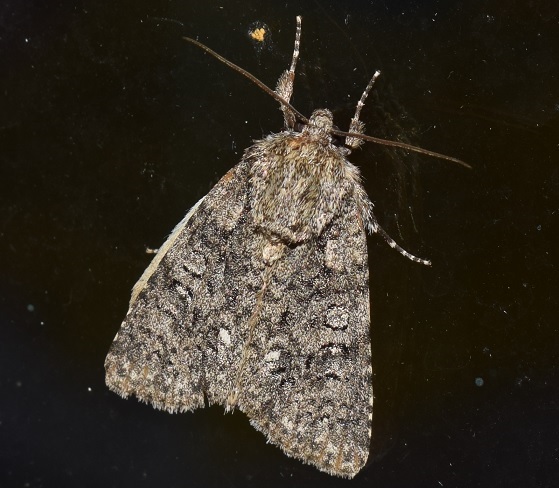 Noctuidae da ID: Acronicta (Viminia) rumicis